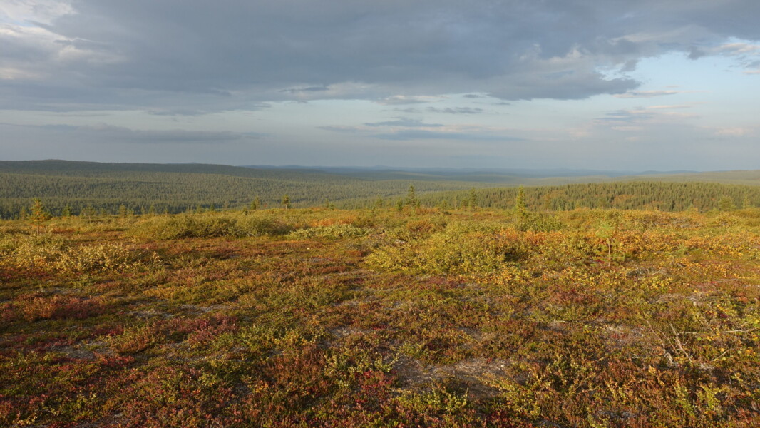 Panoramic views from Iisakkipaa, outside of Inari, with golden evening lighting