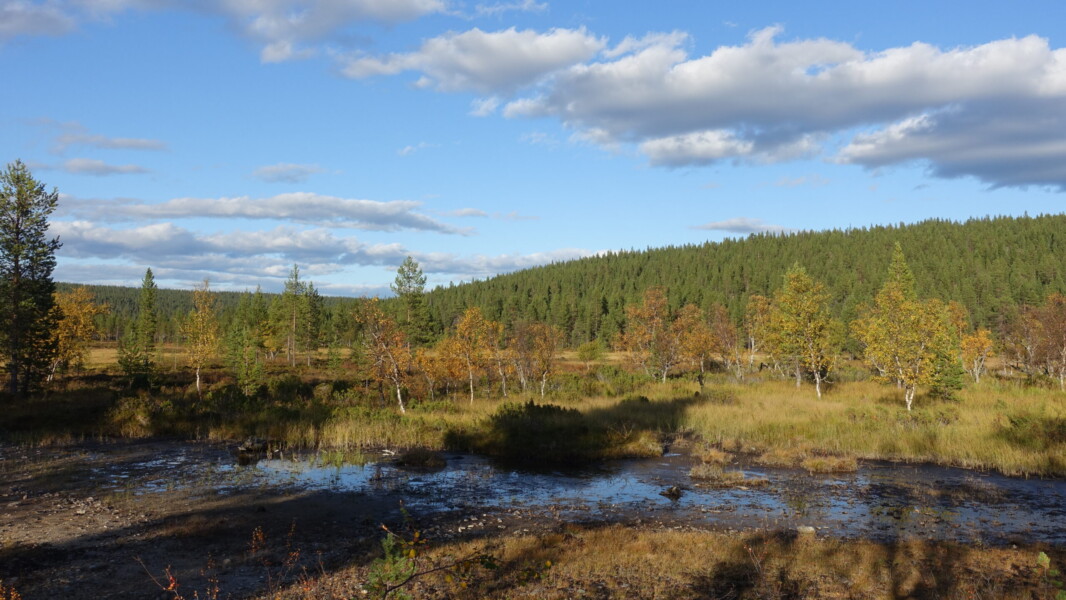 autumnal foliage in Urho Kekkonen National Park