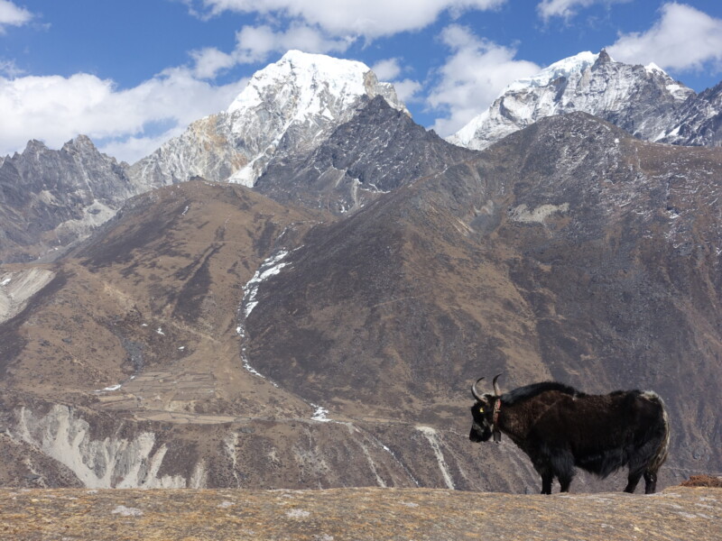 A yak posing with Arakam Tse (6372m) and Taboche Mahalangur Himal and a yak