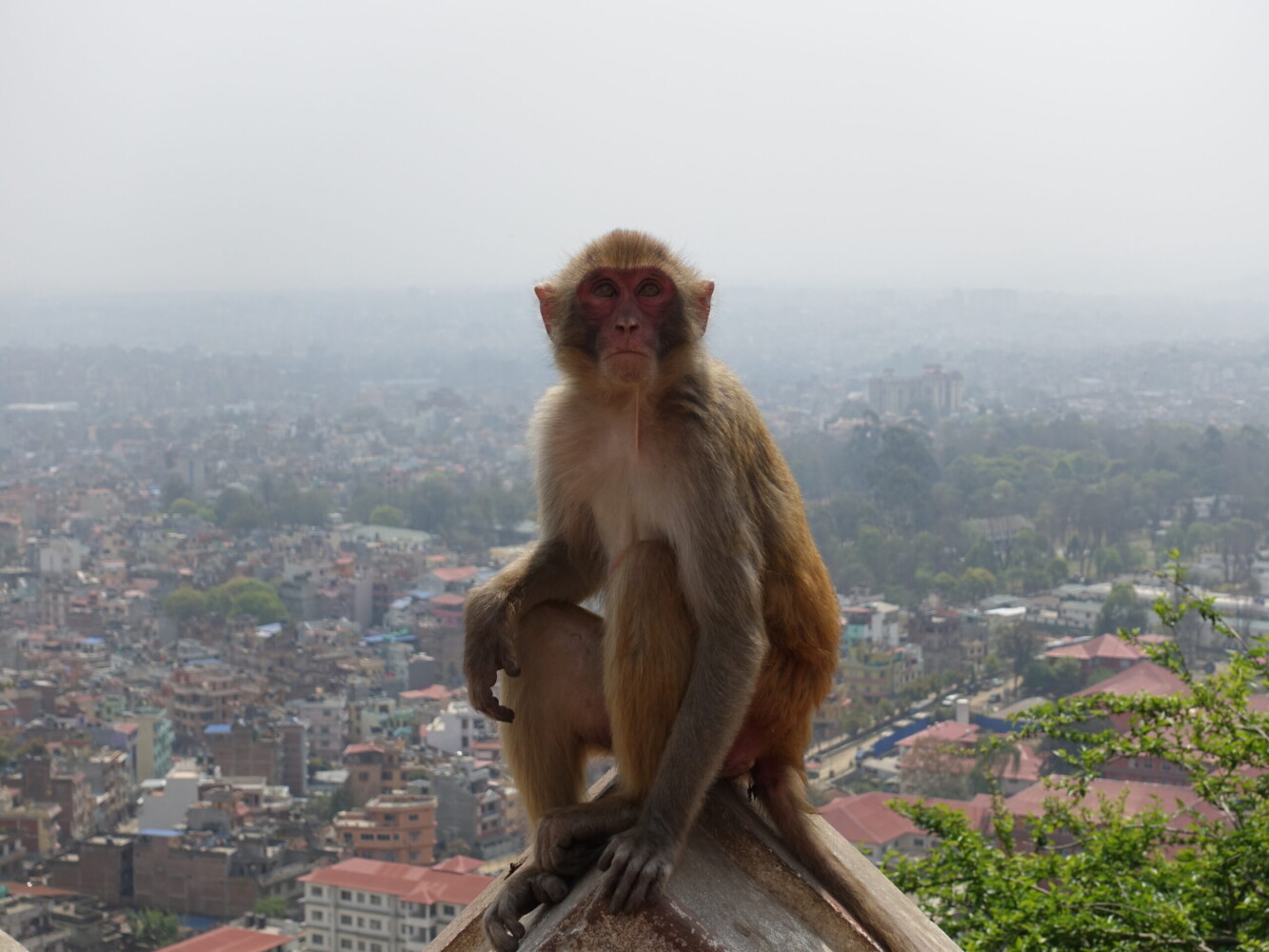 Monkey at the Monkey Temple