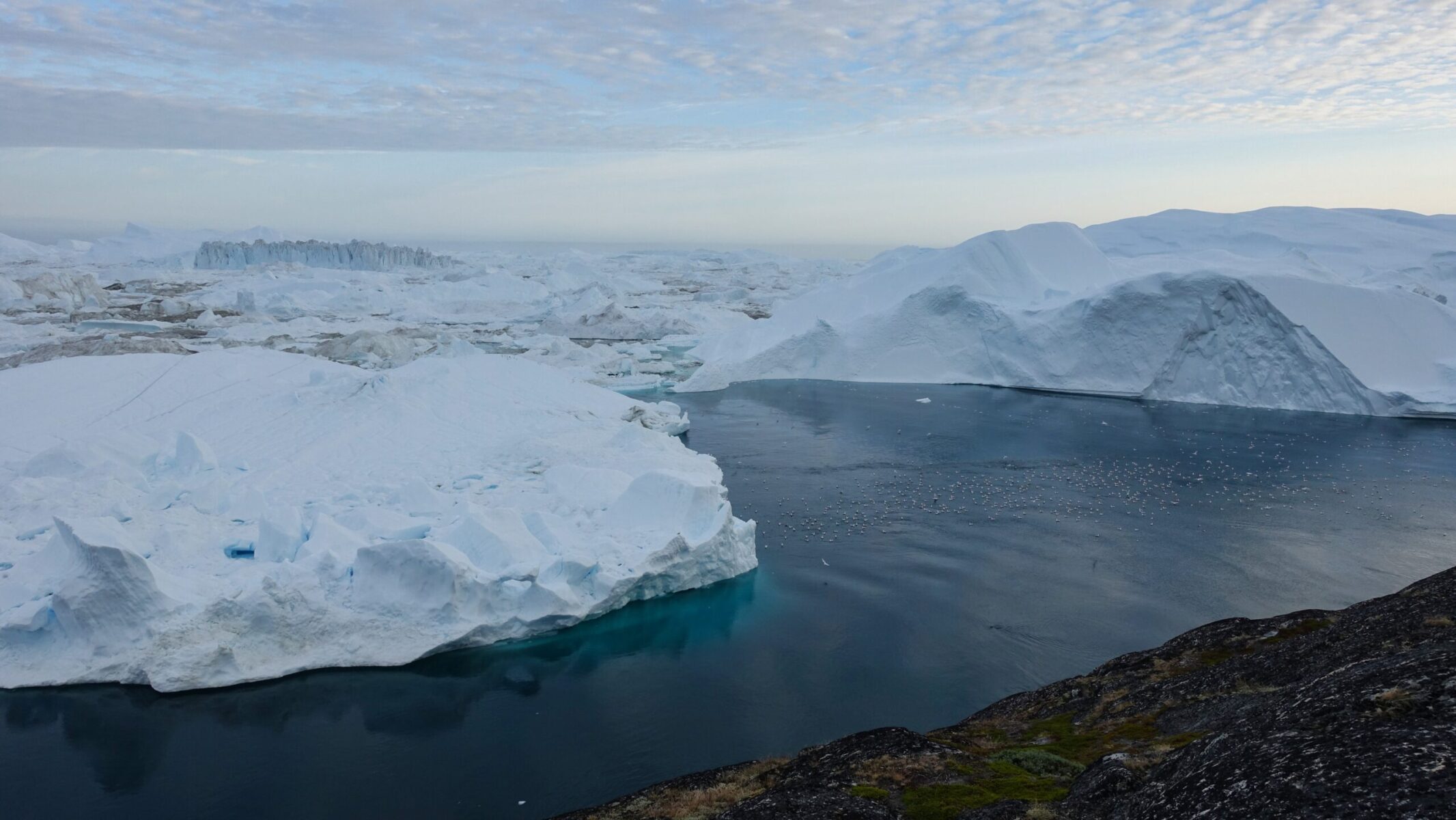 So many seabirds! Ilulissat Icefjord