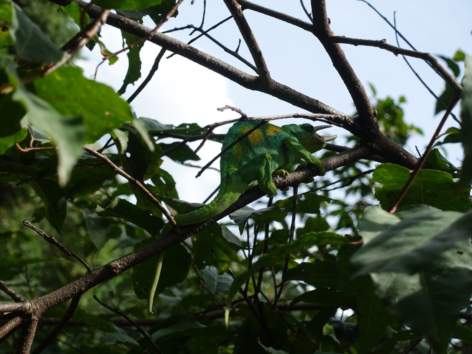Three-horned chameleon (male) hanging out next to pak enterance Three-horned chameleon (male)