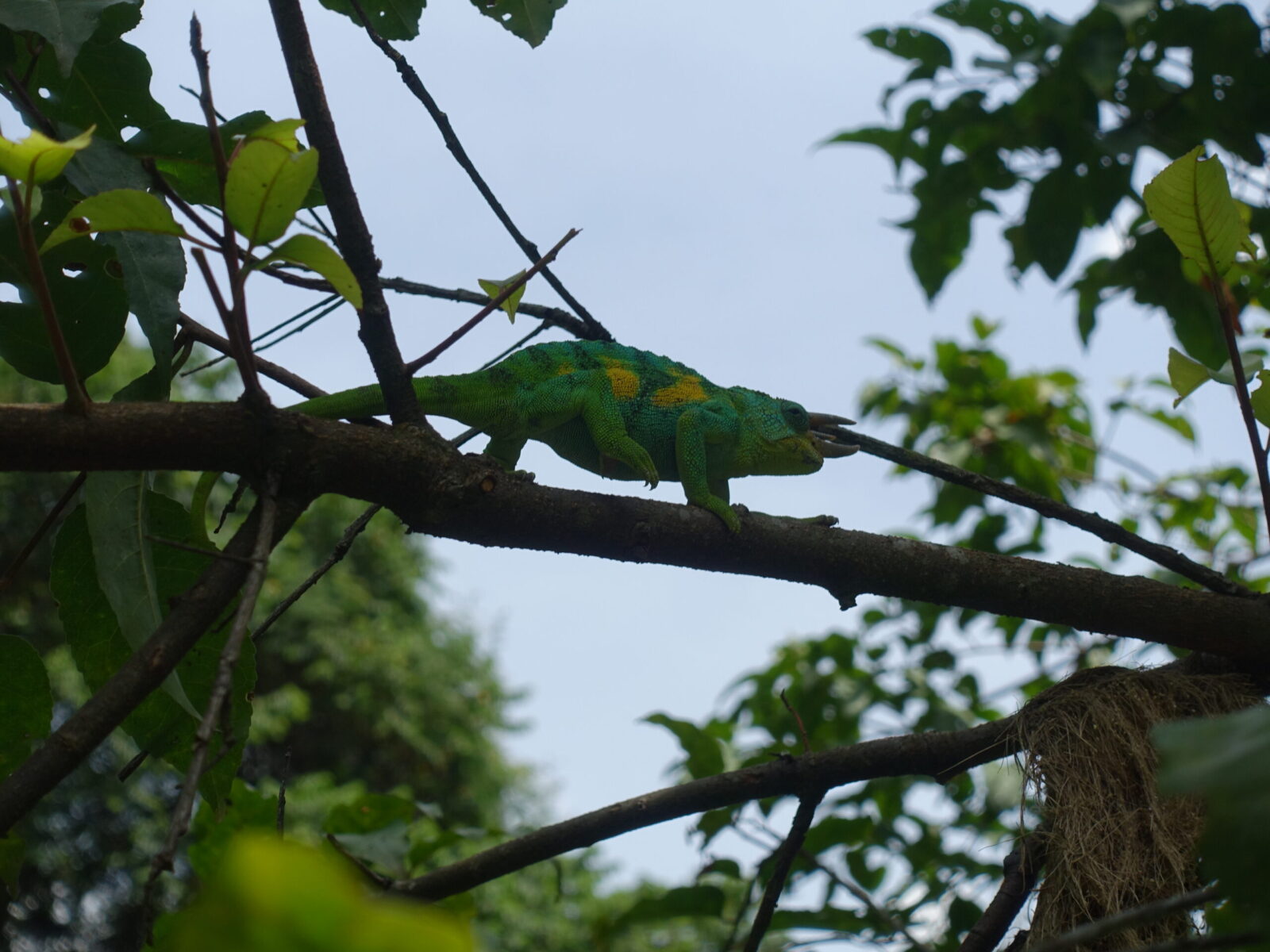 Three-horned chameleon (male) hanging out next to pak enterance Three-horned chameleon (male)