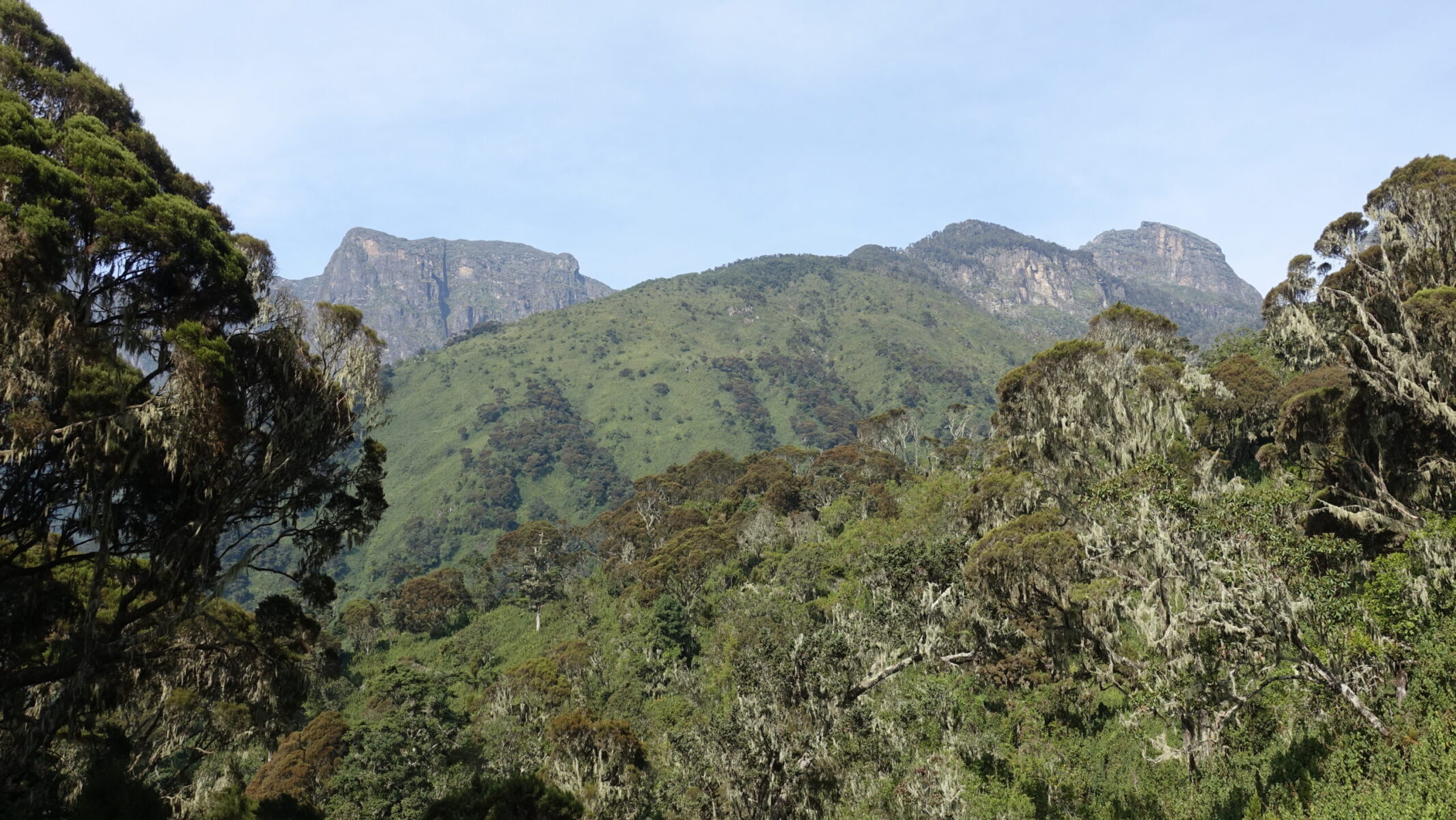 Giant heather trees outside Kalalama Camp Kalalama Camp