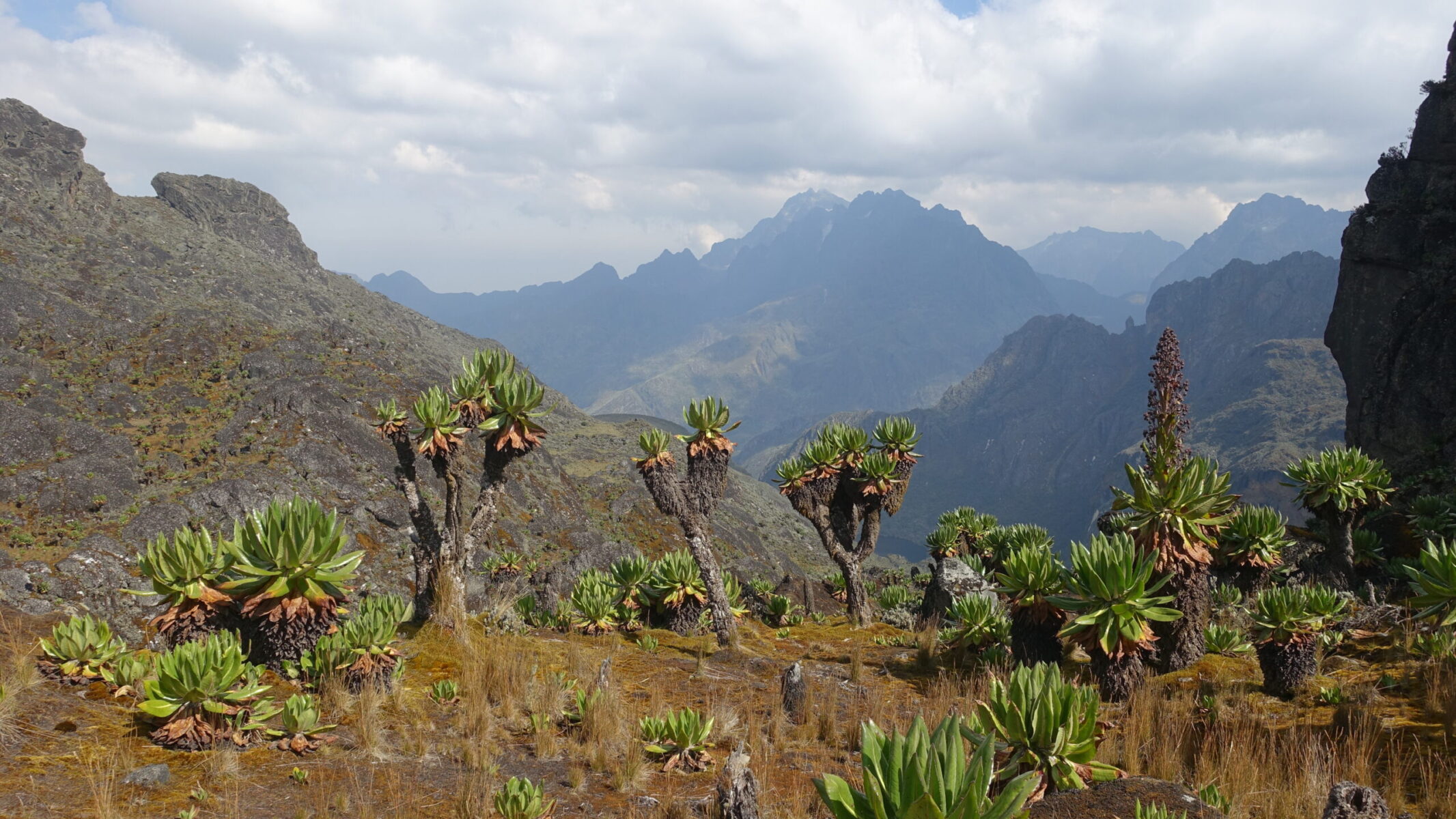 Rwenzori