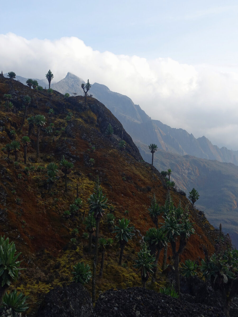 Mount Speke from Scott-Elliot Pass Scott-Elliot Pass